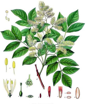 Écorce de frêne épineux